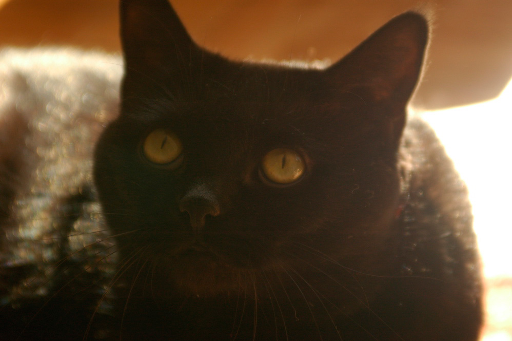 Cass
