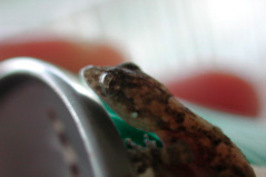 Gecko